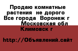 Продаю комнатные растения  не дорого - Все города, Воронеж г.  »    . Московская обл.,Климовск г.